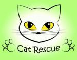 Cat Rescue Means Pet Kitty And Saving Stock Photo