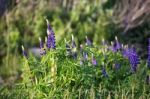 Fresh Lupine Close Up Blooming In Spring Stock Photo