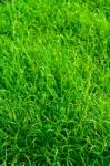 Green Grass Texture Close Up Stock Photo
