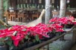 Beautiful Red Poinsettia Christmas Flower Stock Photo