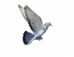 Flying Mid Air Of Pigeon Bird Isolated White Background Stock Photo