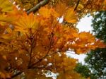 Acer Shirasawanum Cv Aureum In Autumn Colours Stock Photo