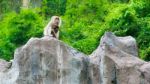 Ling Sitting On The Cliff, Monkeys Stock Photo
