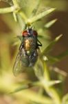 Blow Fly (lucilia Caesar) Stock Photo