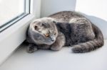 Lop-eared Gray Cat Lying On The Windowsill Stock Photo