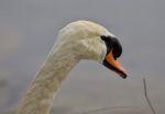Beautiful Isolated Photo Of A Strong Mute Swan Stock Photo