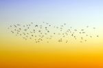 Birds Flying Stock Photo