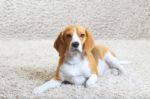 Beagle Dog Relaxing At Home Stock Photo