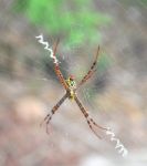 Spider On Web Stock Photo