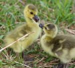 Funny Beautiful Isolated Image With A Pair Of Cute Chicks Of The Canada Geese Stock Photo