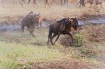 Blue Wildebeest In Tanzania Stock Photo