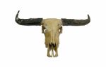 Buffalo Skull Stock Photo