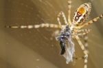 Banded Garden Spider (argiope Trifasciata) Stock Photo