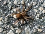Brown Wolf Spider Carrying Egg Sac Stock Photo