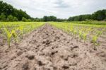 Corn Field With Rows Of Maize Plants Stock Photo