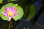 Lotus Bloom Pink Evening Stock Photo