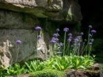 Scabious Flowers Growing In The Garden At Hever Castle Stock Photo