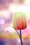 Tulips Flower Stock Photo
