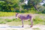Donkey On The Field Stock Photo