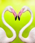 Couple Of Flamingos Stock Photo