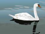 White Swan In The Lake Stock Photo