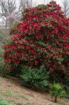 Red Rhododendron In Flower Stock Photo