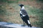 Australian Magpie Outdoors Stock Photo
