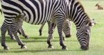 Several Beautiful Zebras Close-up Stock Photo