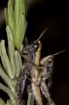 Two Grasshoppers Stock Photo
