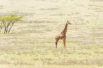 Giraffe In Serengeti National Park Stock Photo