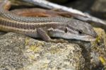 Large Psammodromus (psammodromus Algirus) Lizard Stock Photo