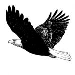 Black And White Eagle Hand Drawn Stock Photo