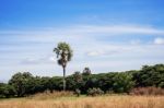 Palm Tree On The Countryside Stock Photo