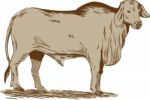 Brahman Bull Drawing Stock Photo