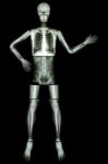 Human Skeleton Present Something (whole Body : Head Skull Neck Spine Shoulder Arm Elbow Forearm Wrist Hand Finger Chest Thorax Heart Lung Abdomen Back Vertebra Pelvis Hip Thigh Knee Leg Ankle Foot ) Stock Photo