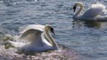 Beautiful Isolated Photo Of Two Strong Swans Stock Photo