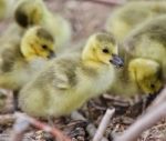 Beautiful Background With Several Cute Funny Chicks Of Canada Geese Stock Photo