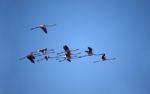 Flamingo Flight Stock Photo