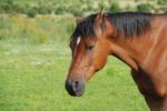 Arabian Horse Stock Photo