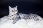 British Short Hair Silver Tabby Cat Lying On Sheepskin Stock Photo