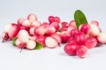 The Bengal-currants On White Background Stock Photo