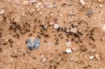 Black Ants On The Ground Stock Photo