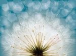 Dandelion Seedhead Background Stock Photo