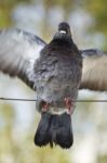 Pigeon Flapping Wings Stock Photo