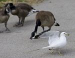 Funny Image With A Gull Running Away From The Angry Canada Geese Stock Photo
