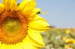 Close Up Of Sunflower Stock Photo
