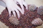 Female Hands With Cedar Nuts And Cones Stock Photo