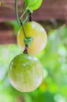 Closed-up View Of Ripe Passion Fruit. It Is Good Fruit For Dieti Stock Photo