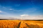 Ripe Wheat At Sunset Landscape Stock Photo