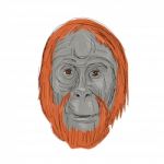 Unflanged Male Orangutan Drawing Stock Photo